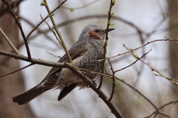 Brown-eared Bulbul 屯田遊水池 Tue, 4/16/2024