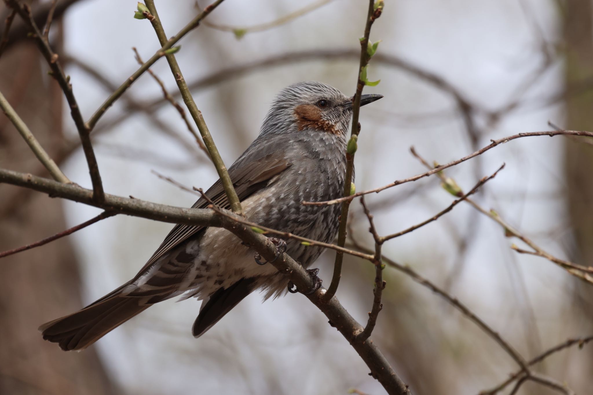 Brown-eared Bulbul