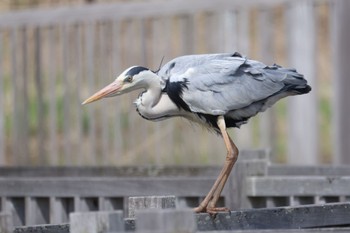 Grey Heron 屯田遊水池 Tue, 4/16/2024