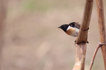 Amur Stonechat 屯田遊水池 Tue, 4/16/2024