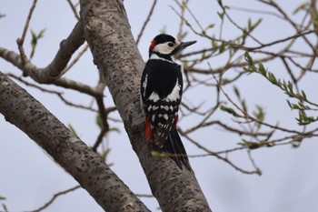 Great Spotted Woodpecker 屯田遊水池 Tue, 4/16/2024