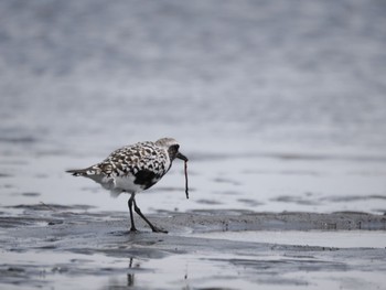 Grey Plover Sambanze Tideland Sat, 4/13/2024