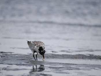 Grey Plover Sambanze Tideland Sat, 4/13/2024