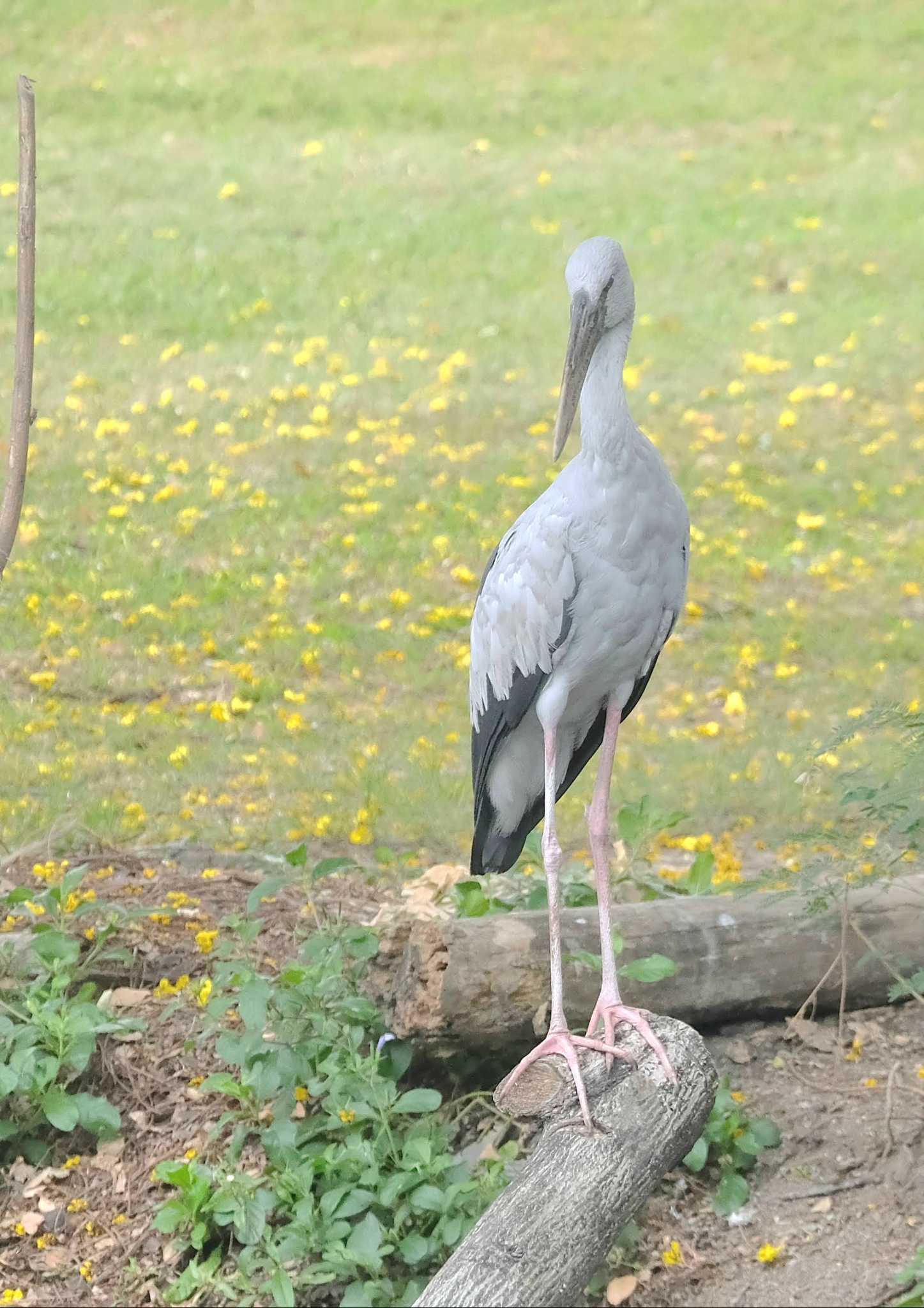 Wachirabenchathat Park(Suan Rot Fai) スキハシコウの写真 by BK MY