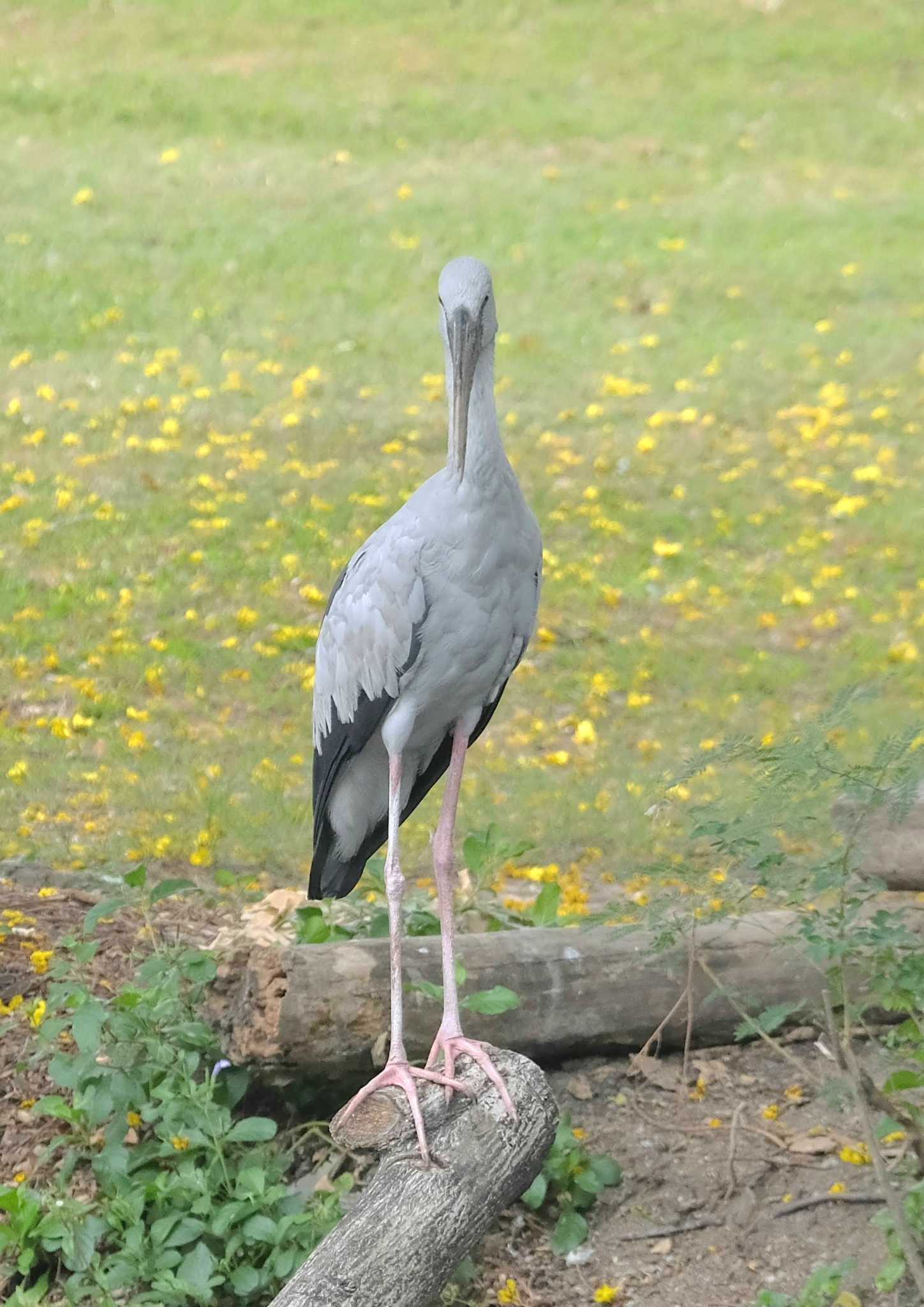 Wachirabenchathat Park(Suan Rot Fai) スキハシコウの写真 by BK MY