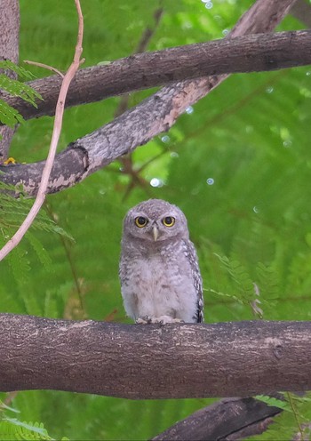 Spotted Owlet Wachirabenchathat Park(Suan Rot Fai) Fri, 4/12/2024