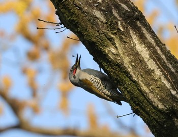 Japanese Green Woodpecker 多摩地区 Sat, 4/13/2024