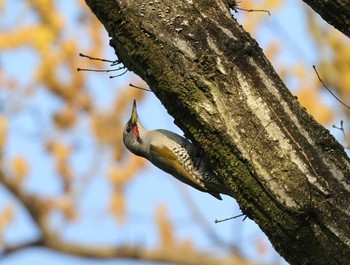 Japanese Green Woodpecker 多摩地区 Sat, 4/13/2024