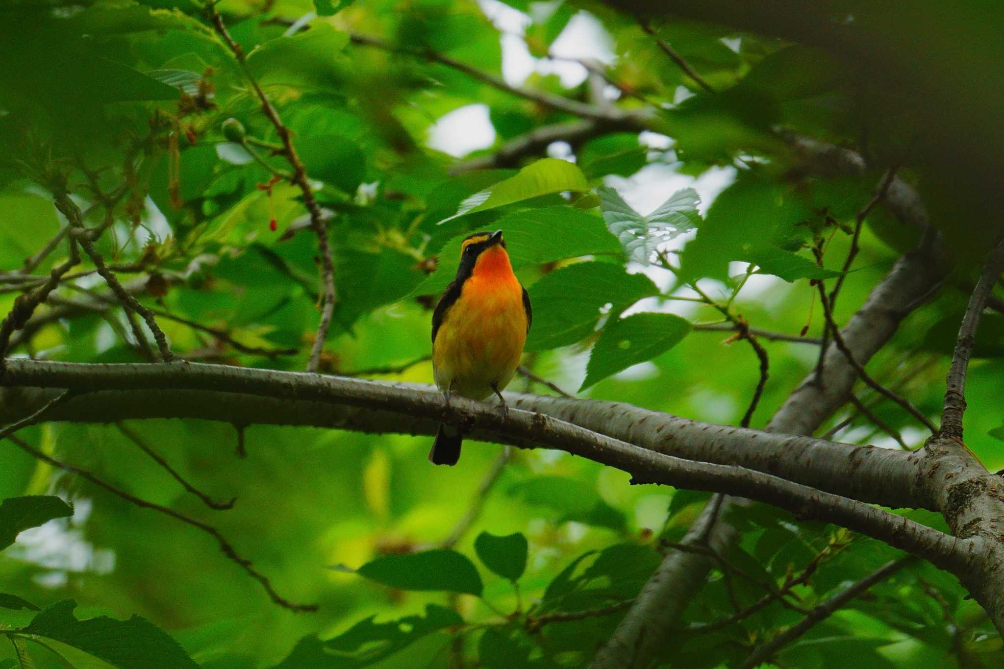 Photo of Narcissus Flycatcher at 松茸山公園 by na san