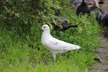 Rock Dove 新木場緑道公園(東京都江東区) Sat, 4/13/2024