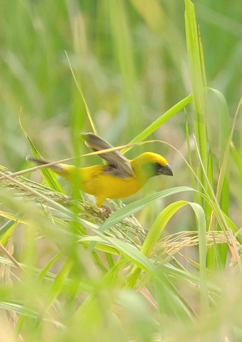 キンイロコウヨウジャク Wachirabenchathat Park(Suan Rot Fai) 2024年4月12日(金)