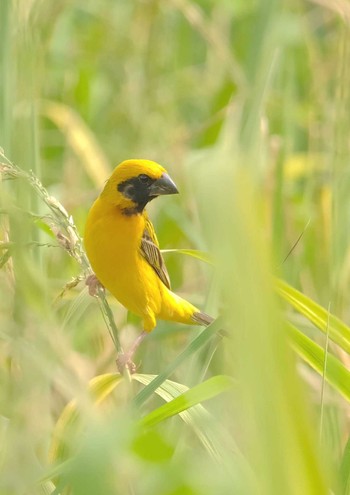 Asian Golden Weaver Wachirabenchathat Park(Suan Rot Fai) Fri, 4/12/2024