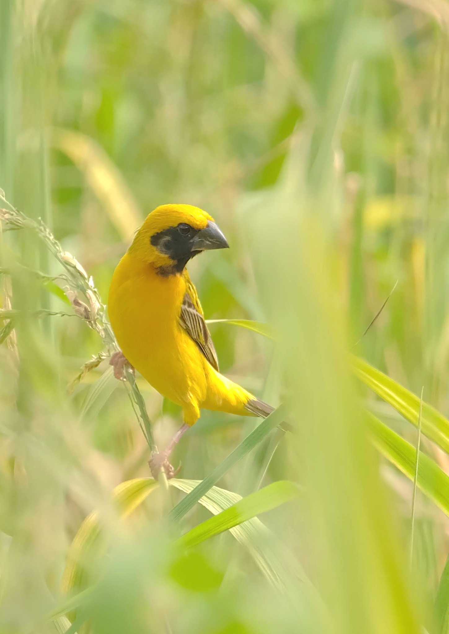 Asian Golden Weaver