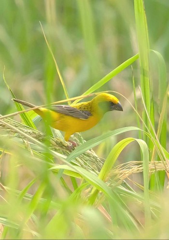 キンイロコウヨウジャク Wachirabenchathat Park(Suan Rot Fai) 2024年4月12日(金)