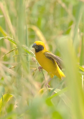 キンイロコウヨウジャク Wachirabenchathat Park(Suan Rot Fai) 2024年4月12日(金)