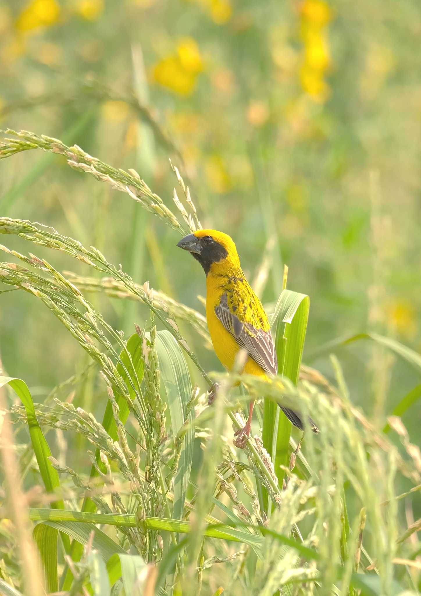 Asian Golden Weaver