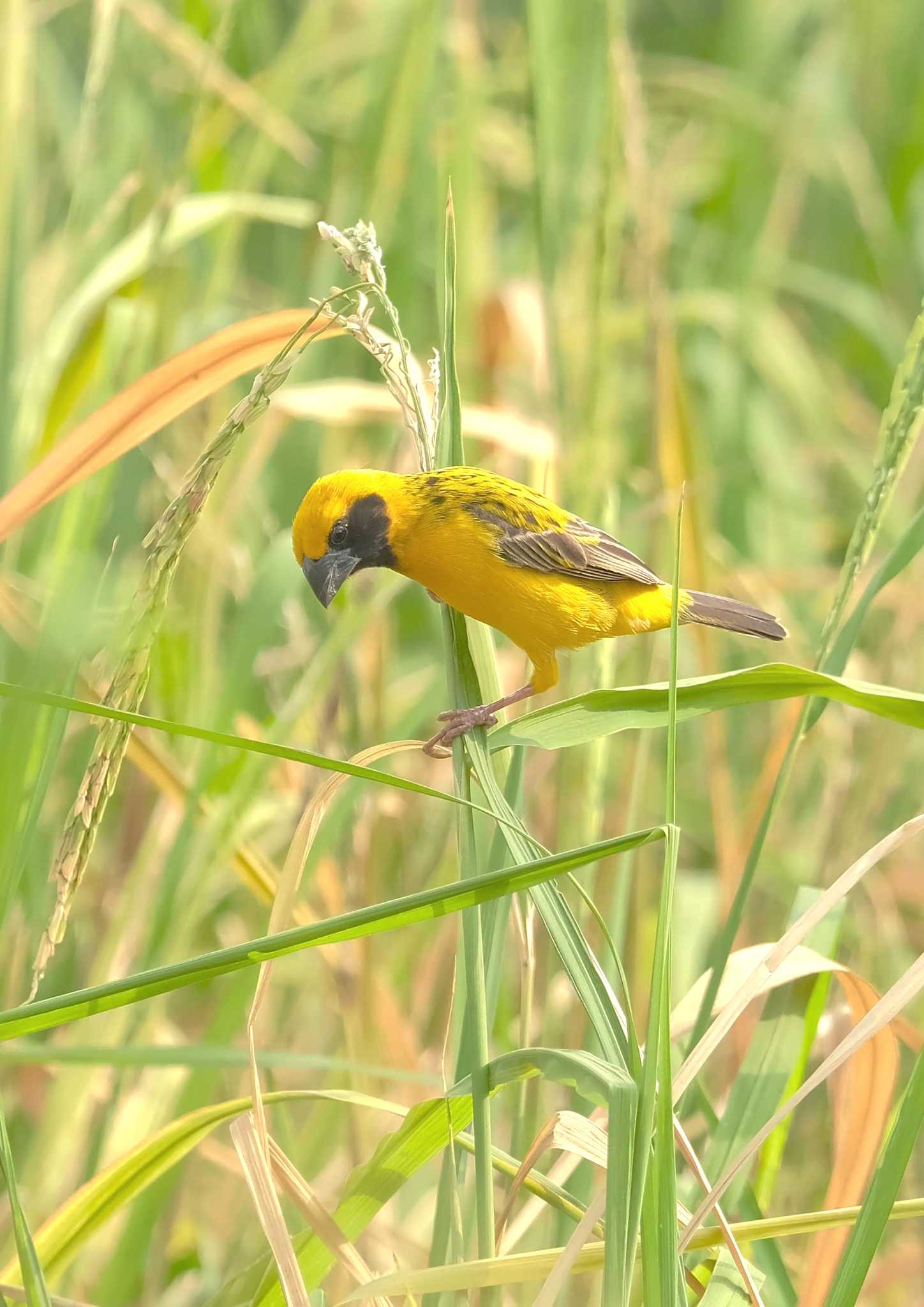 Photo of Asian Golden Weaver at Wachirabenchathat Park(Suan Rot Fai) by BK MY