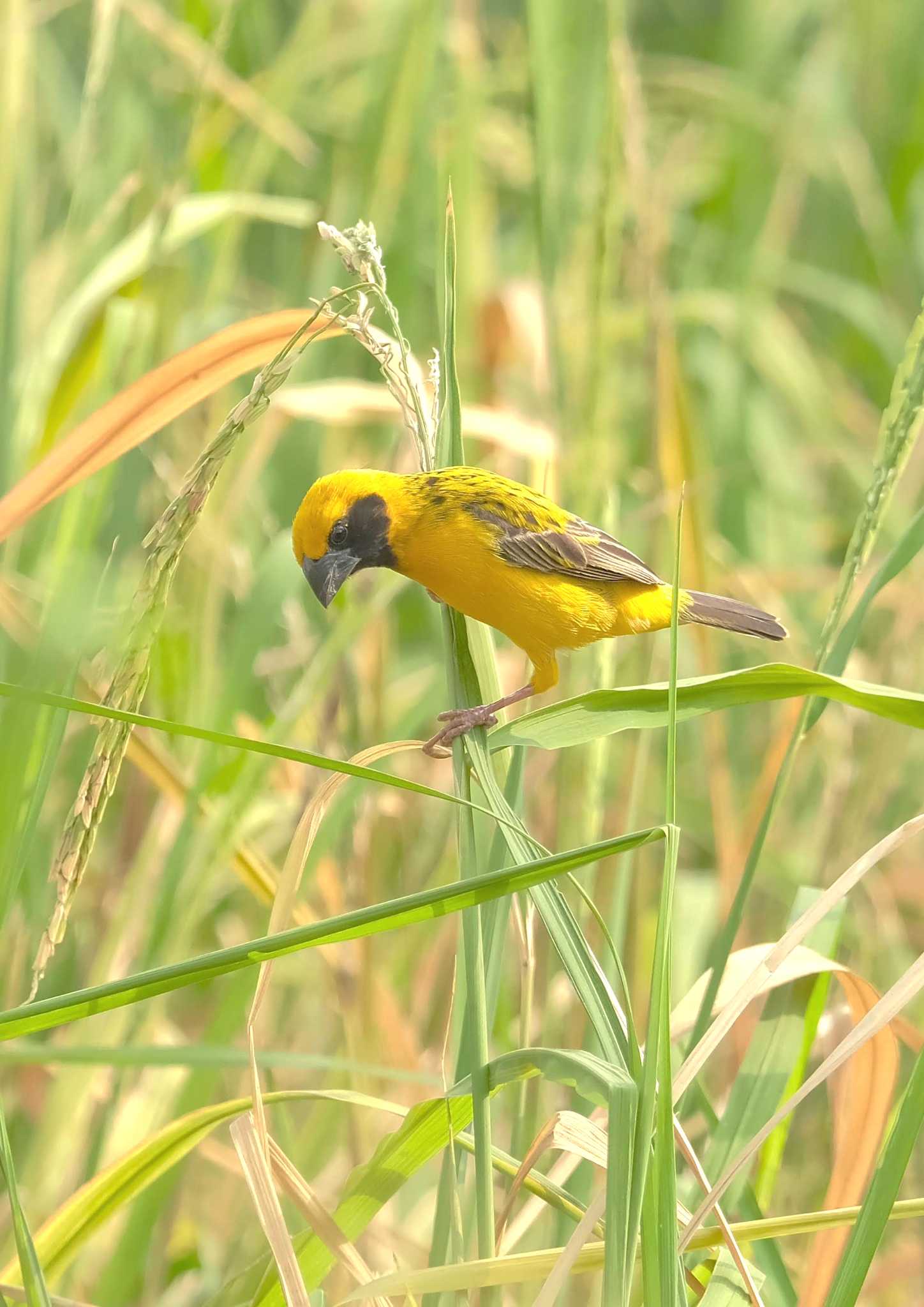 Wachirabenchathat Park(Suan Rot Fai) キンイロコウヨウジャクの写真 by BK MY