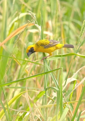 Asian Golden Weaver Wachirabenchathat Park(Suan Rot Fai) Fri, 4/12/2024