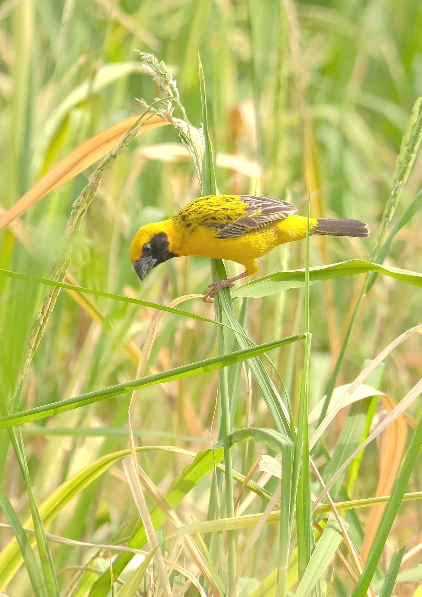 Wachirabenchathat Park(Suan Rot Fai) キンイロコウヨウジャクの写真 by BK MY