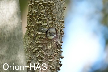 Japanese Pygmy Woodpecker 東京都多摩地域 Tue, 4/16/2024