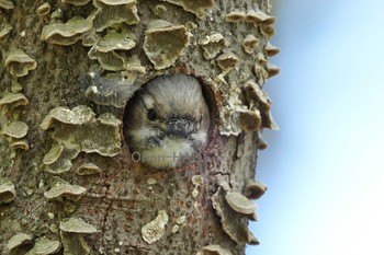 Japanese Pygmy Woodpecker 東京都多摩地域 Tue, 4/16/2024