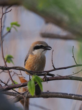 Bull-headed Shrike Teganuma Tue, 4/16/2024