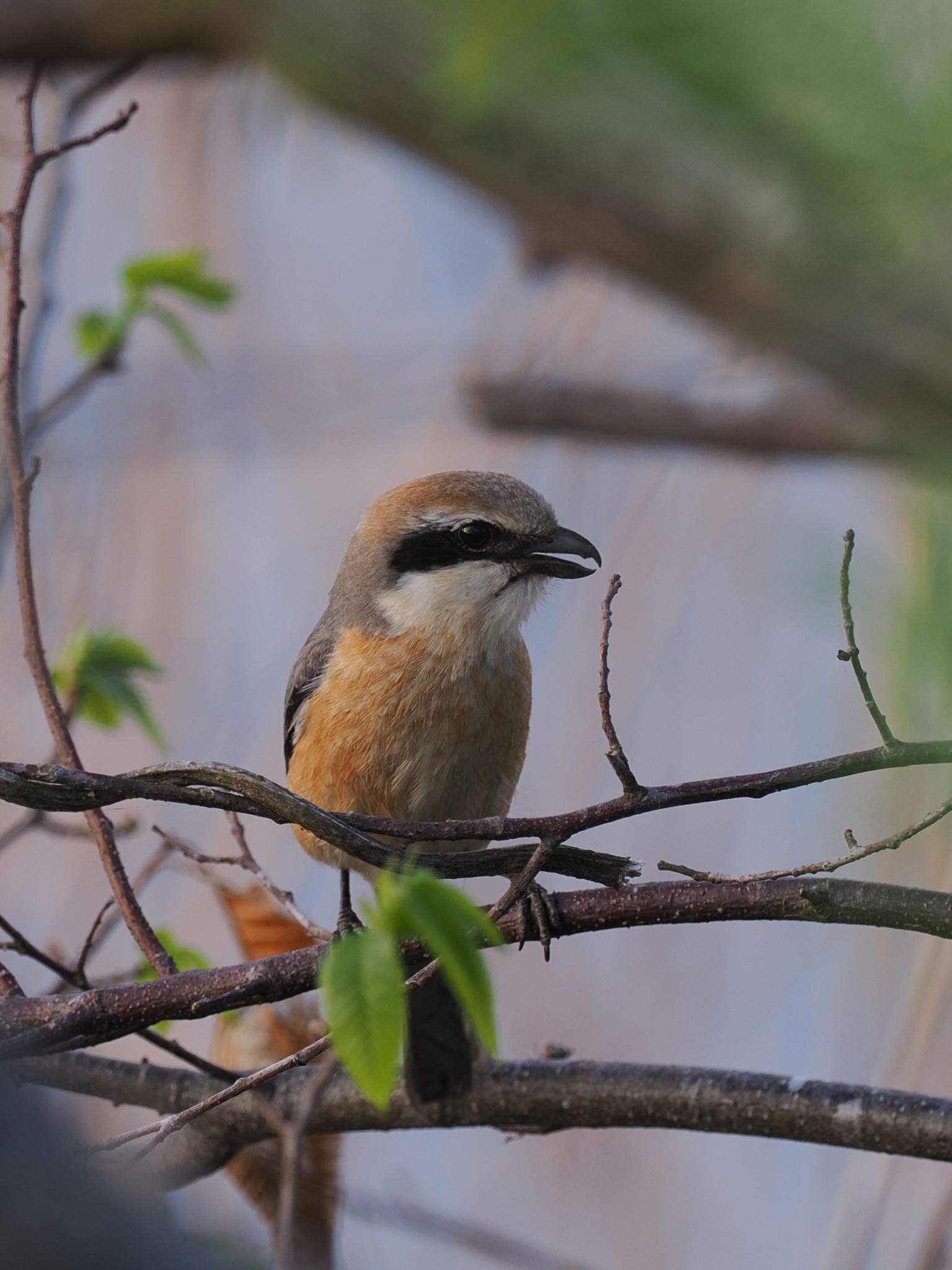 Photo of Bull-headed Shrike at Teganuma by daffy@お散歩探鳥＆遠征探鳥♪