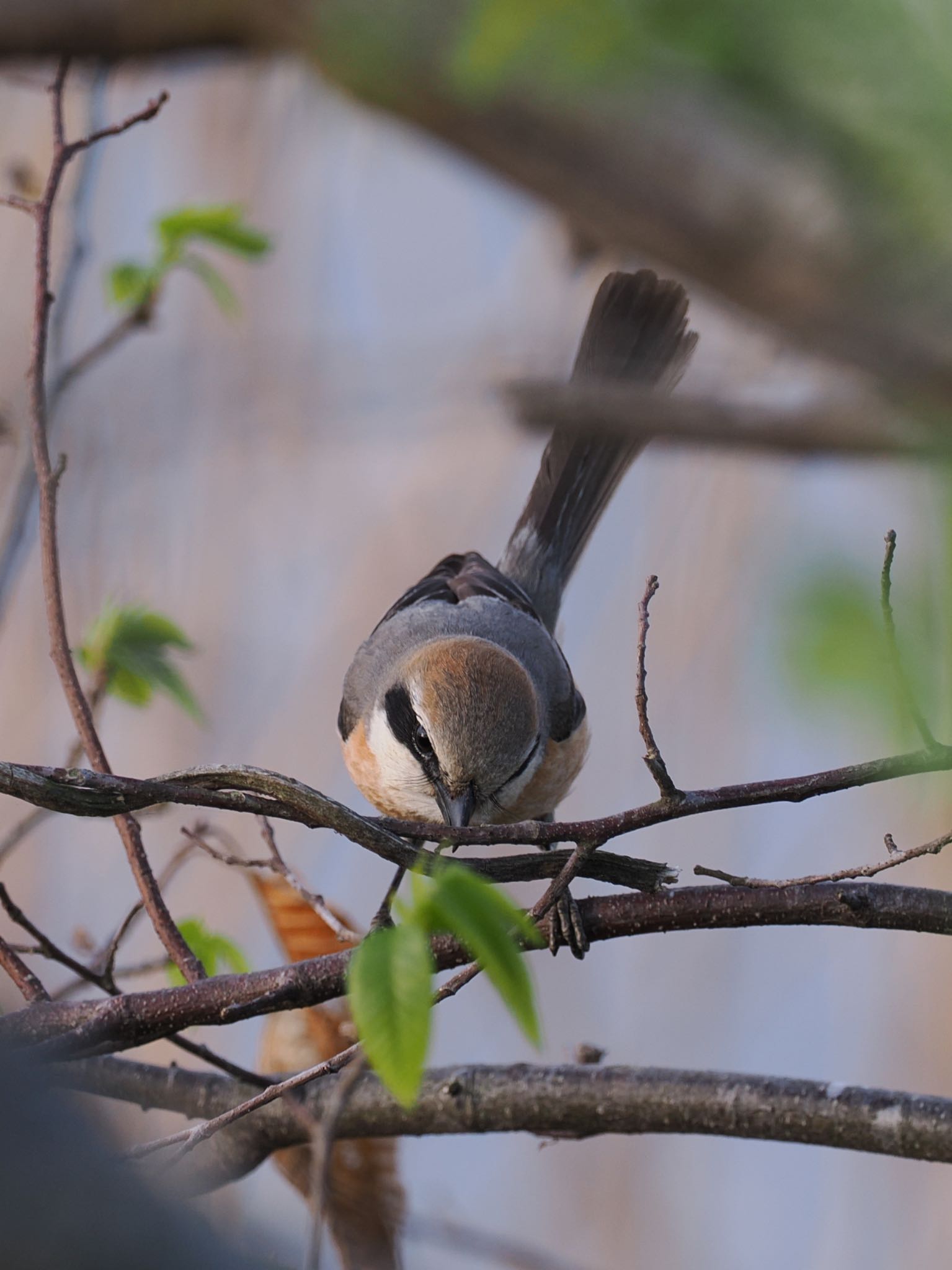 Photo of Bull-headed Shrike at Teganuma by daffy@お散歩探鳥＆遠征探鳥♪