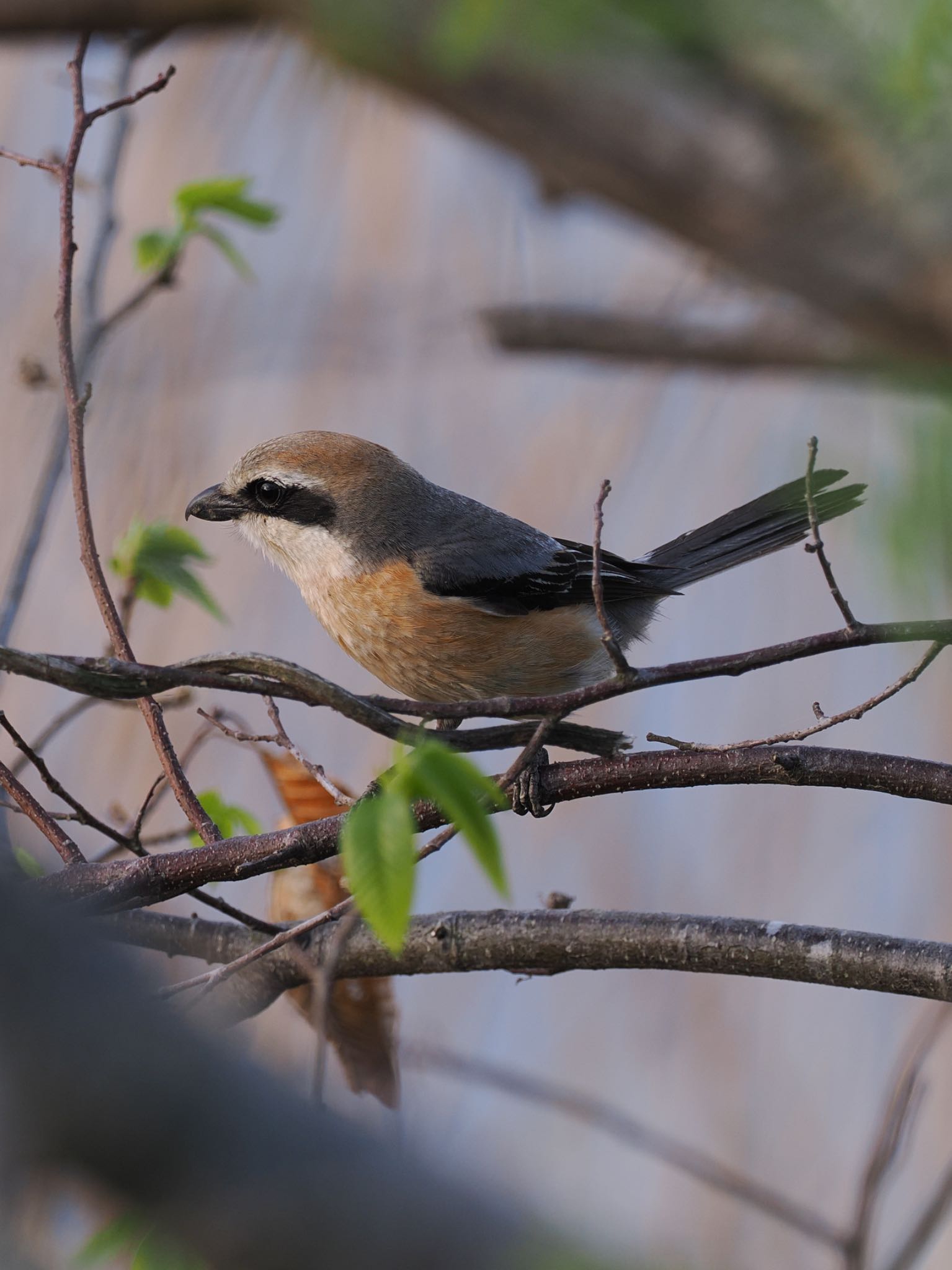 Photo of Bull-headed Shrike at Teganuma by daffy@お散歩探鳥＆遠征探鳥♪