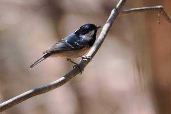 Coal Tit 伊香保森林公園 Sat, 4/13/2024