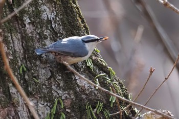 ゴジュウカラ 伊香保森林公園 2024年4月13日(土)