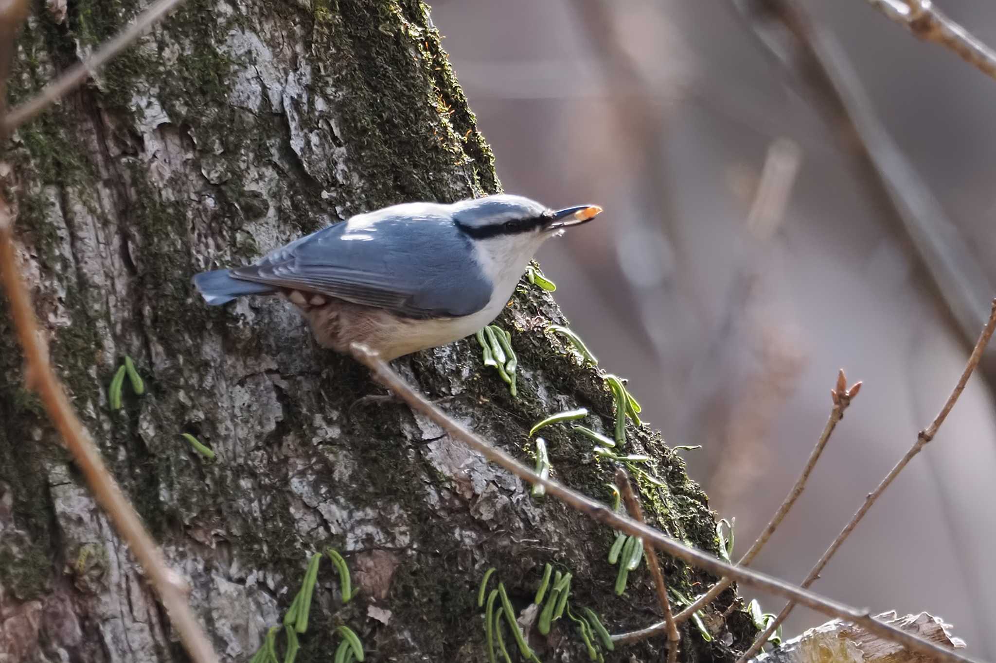 ゴジュウカラ