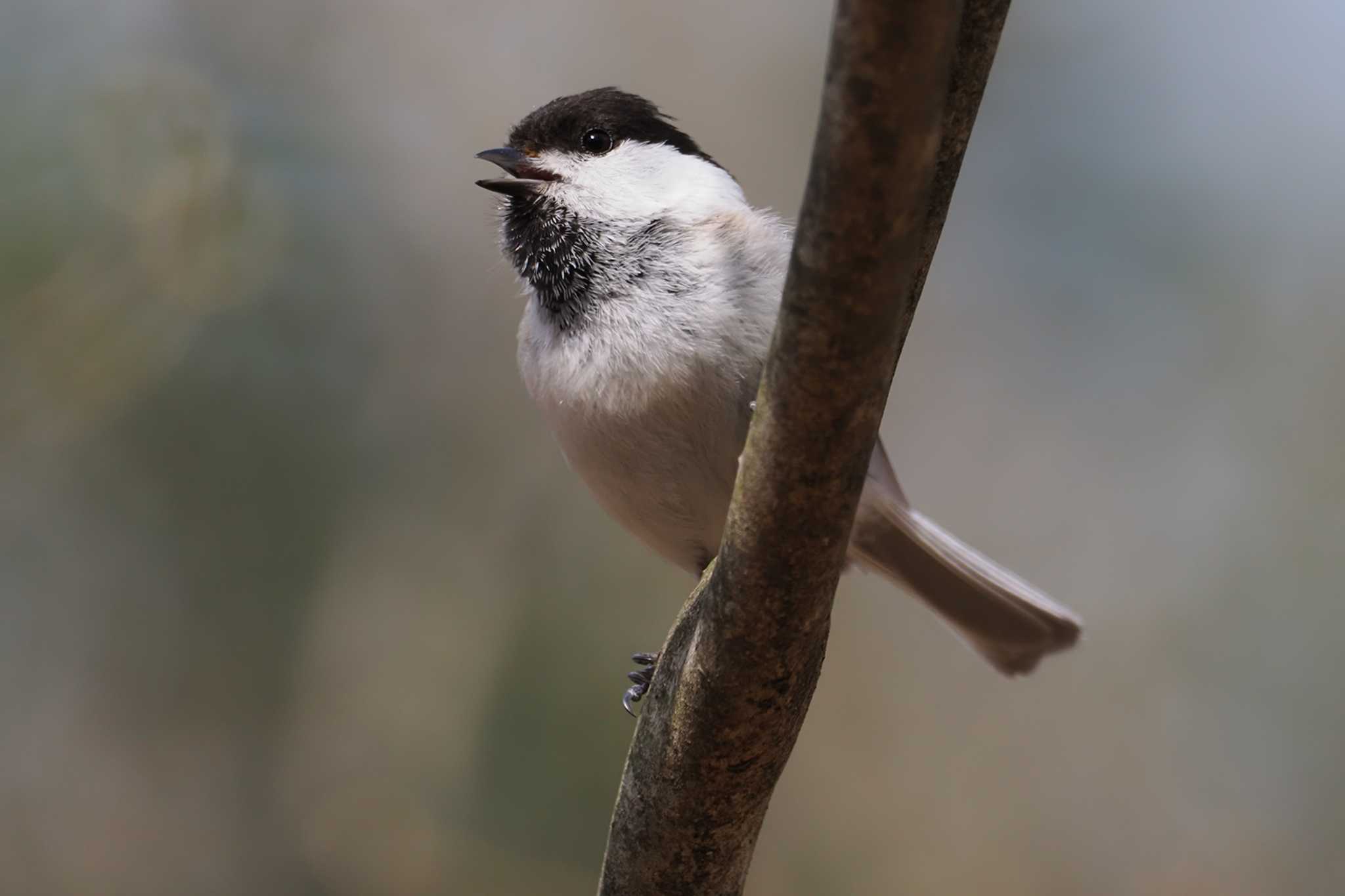 Willow Tit