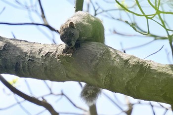 未同定 舞岡公園 2024年4月16日(火)