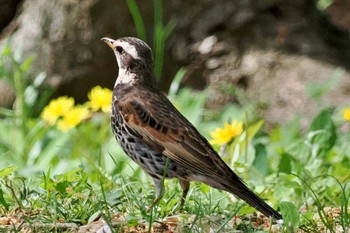 Dusky Thrush Maioka Park Tue, 4/16/2024