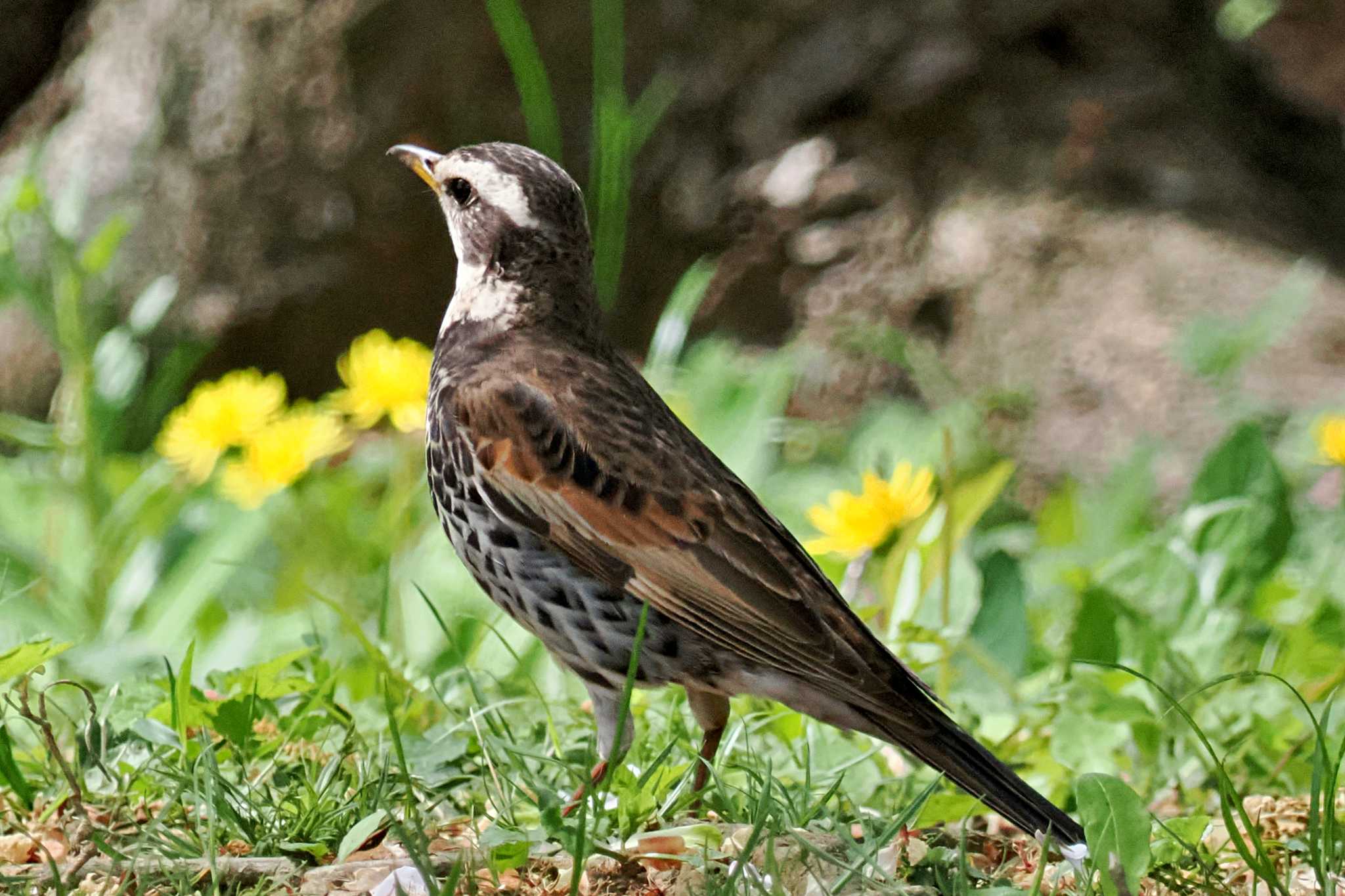 Photo of Dusky Thrush at Maioka Park by 藤原奏冥