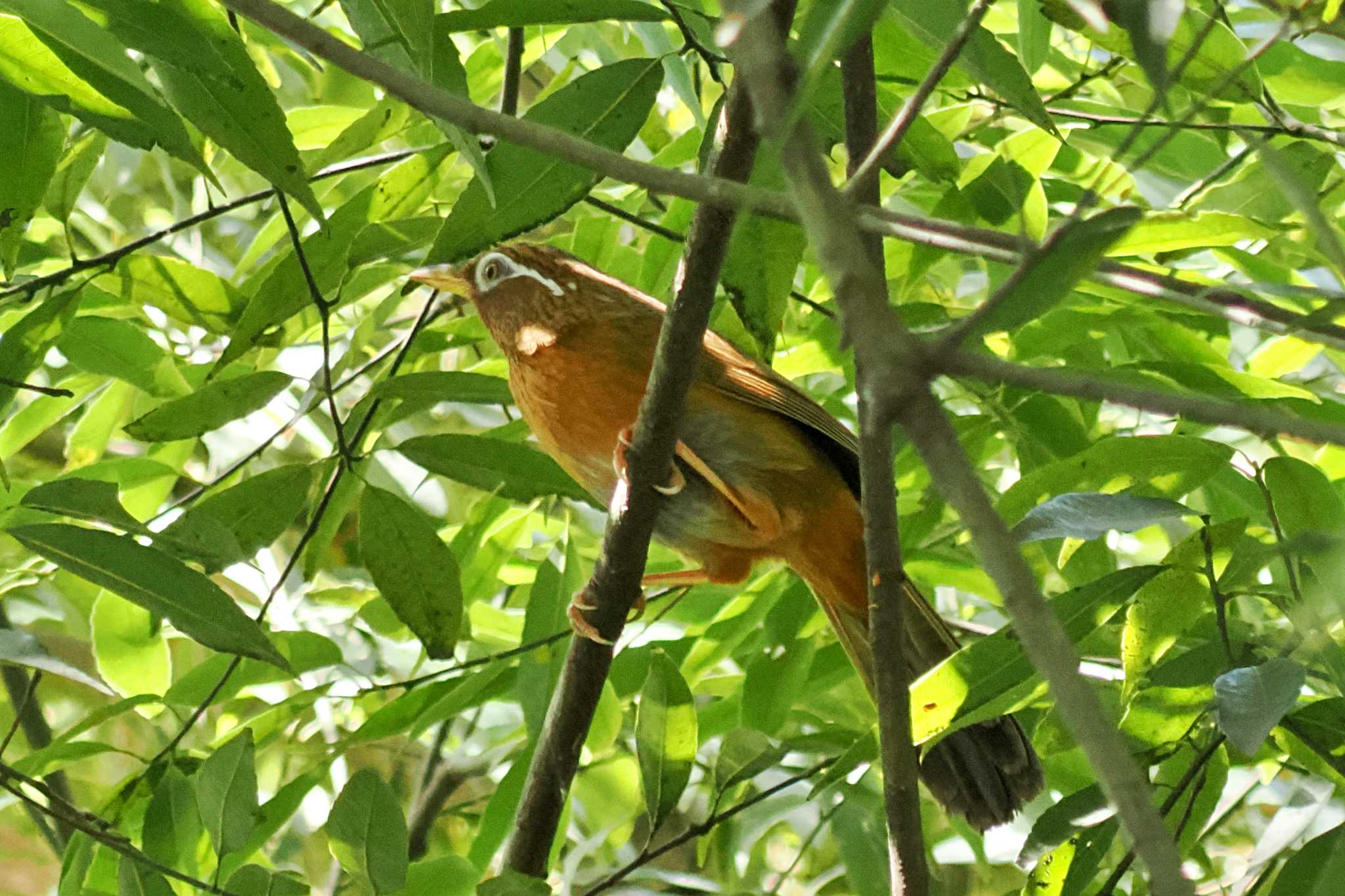 Photo of Chinese Hwamei at Maioka Park by 藤原奏冥