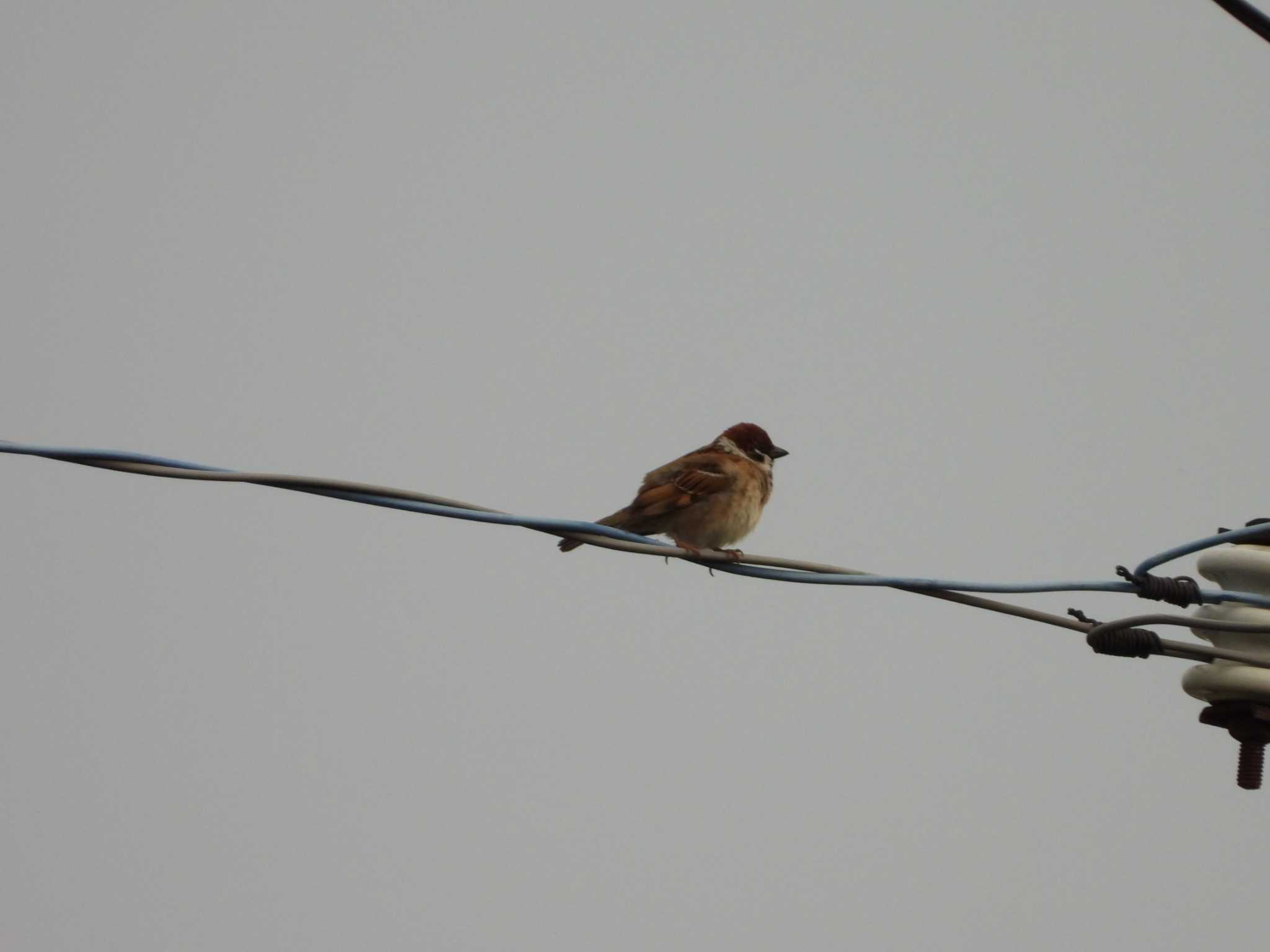 Photo of Eurasian Tree Sparrow at 多摩川二ヶ領宿河原堰 by ヨシテル