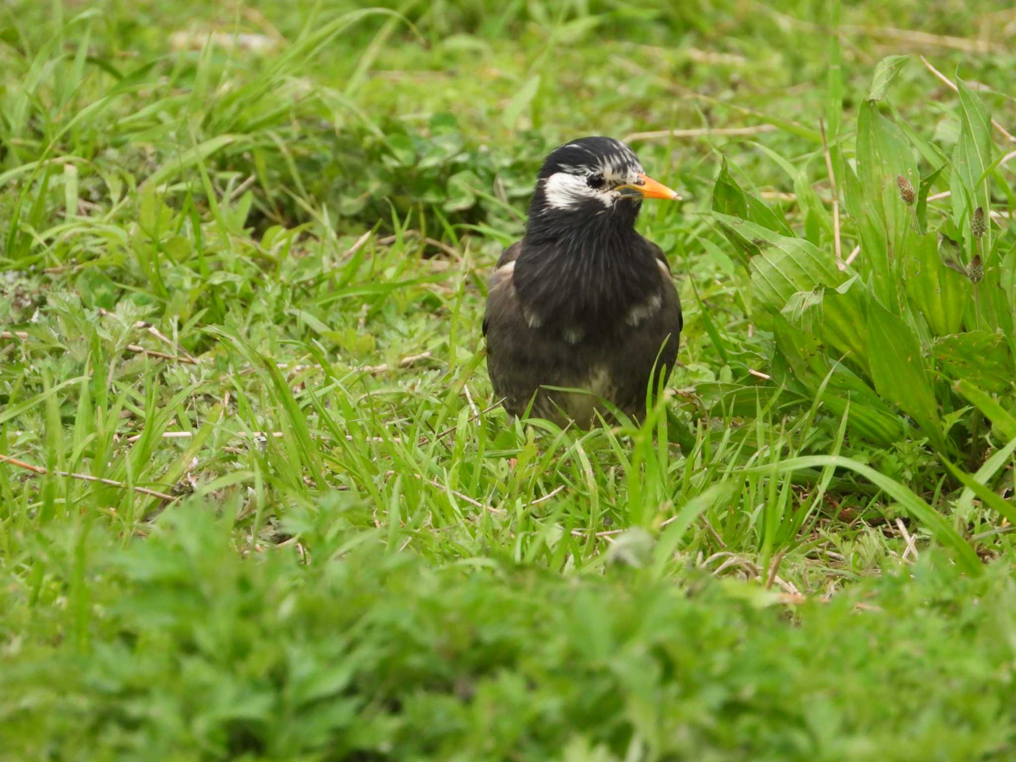 White-cheeked Starling