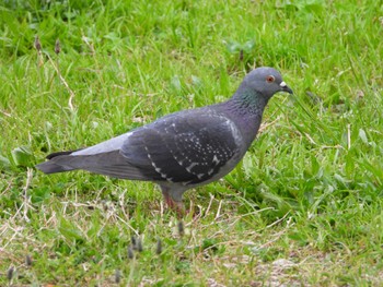 Rock Dove 多摩川二ヶ領宿河原堰 Tue, 4/16/2024