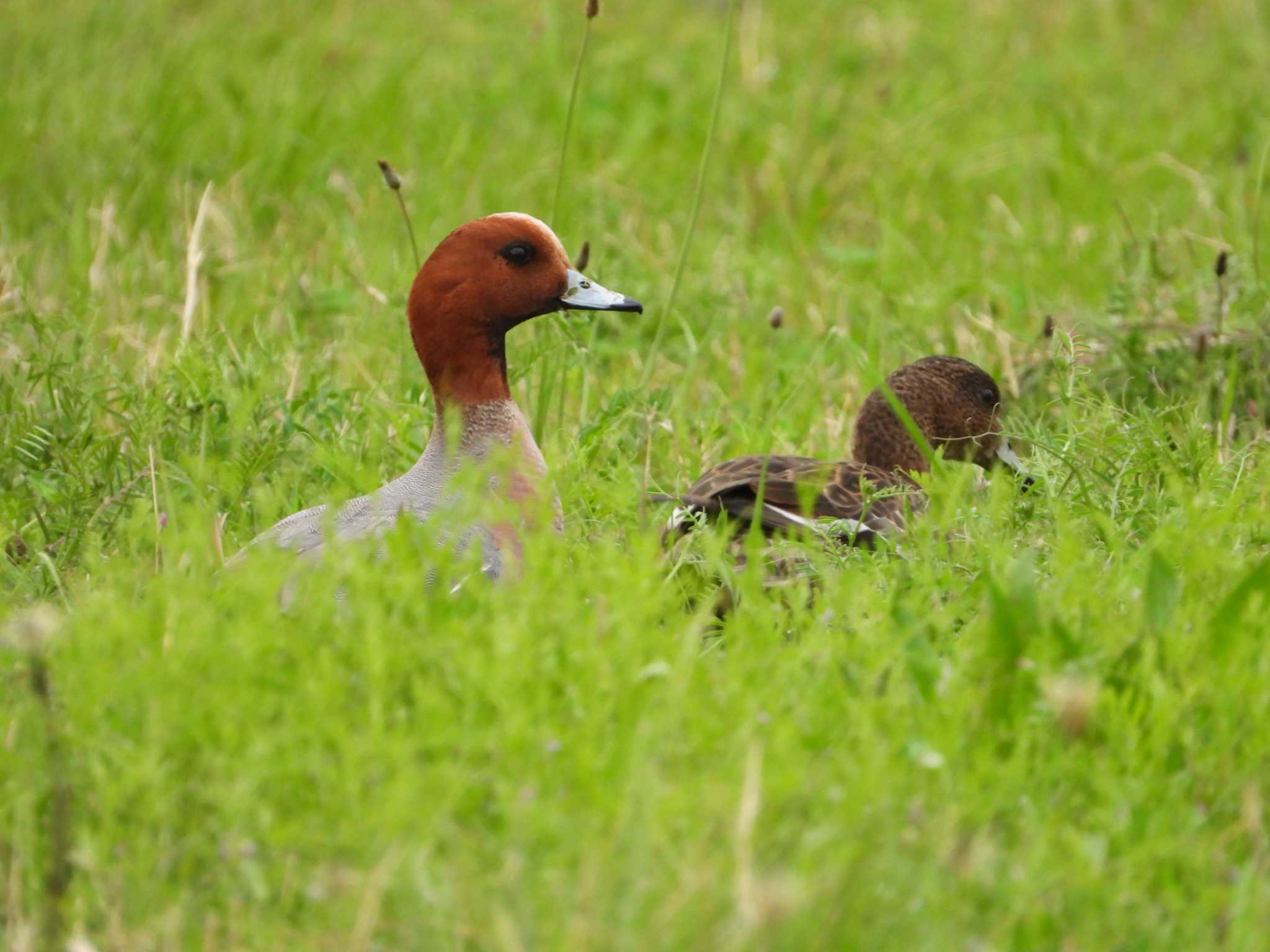 Photo of Eurasian Wigeon at 多摩川二ヶ領宿河原堰 by ヨシテル