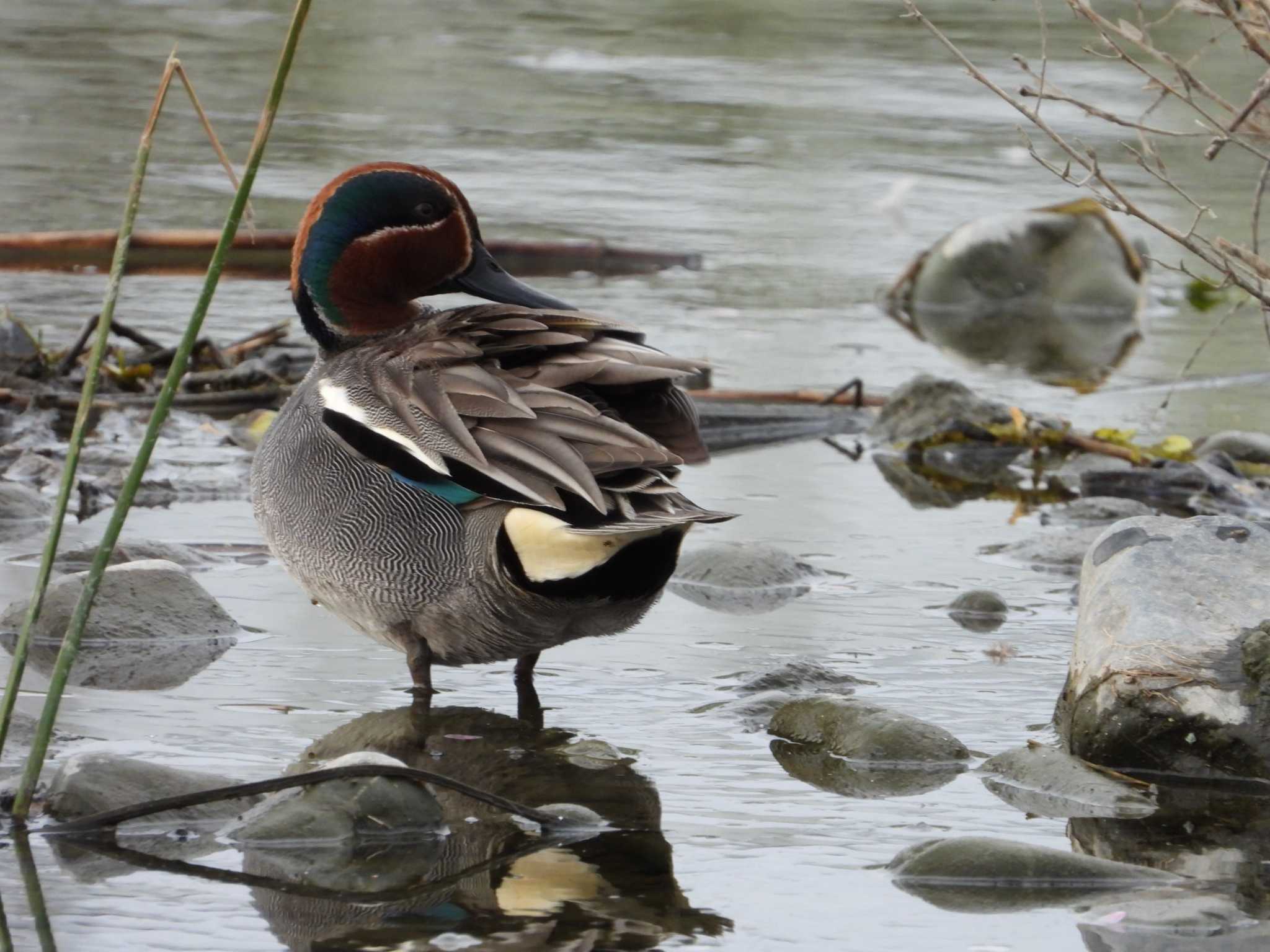 Eurasian Teal