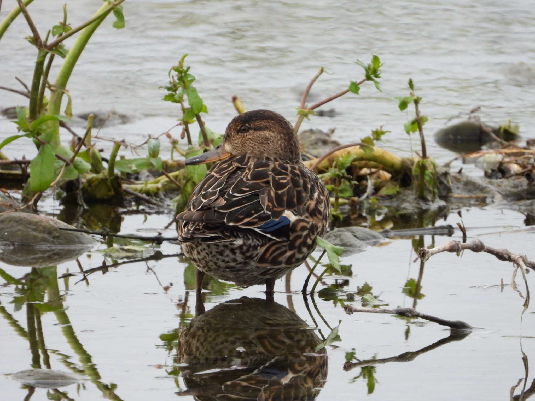 Eurasian Teal