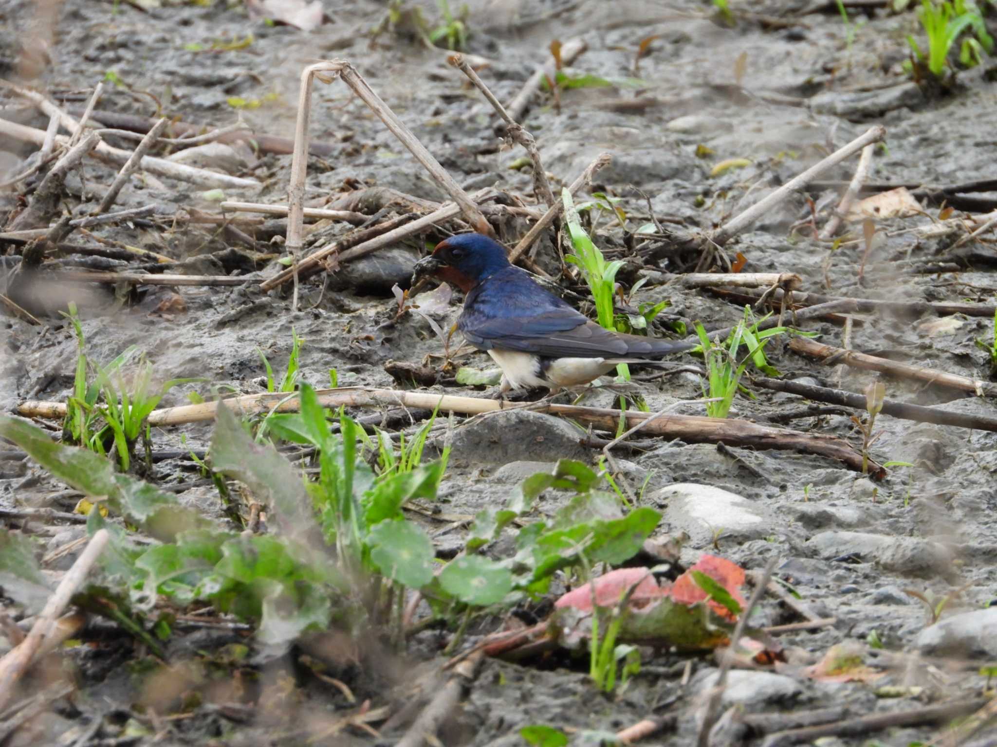 Barn Swallow