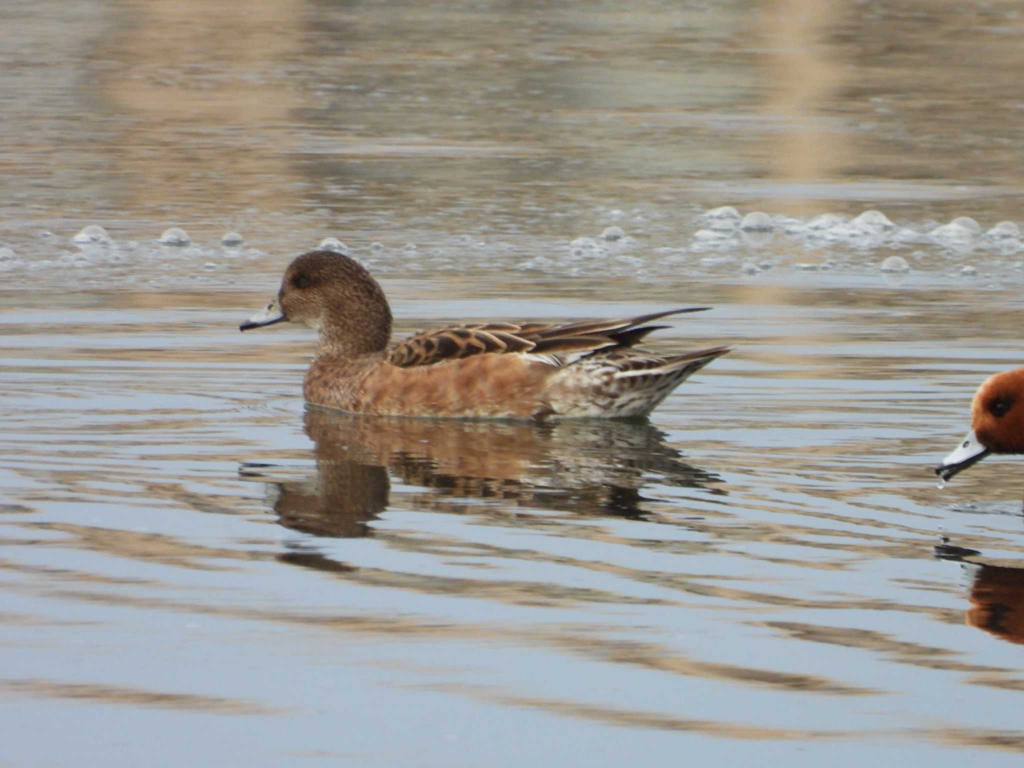 Eurasian Wigeon