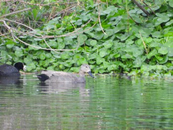 Gadwall 多摩川二ヶ領宿河原堰 Tue, 4/16/2024