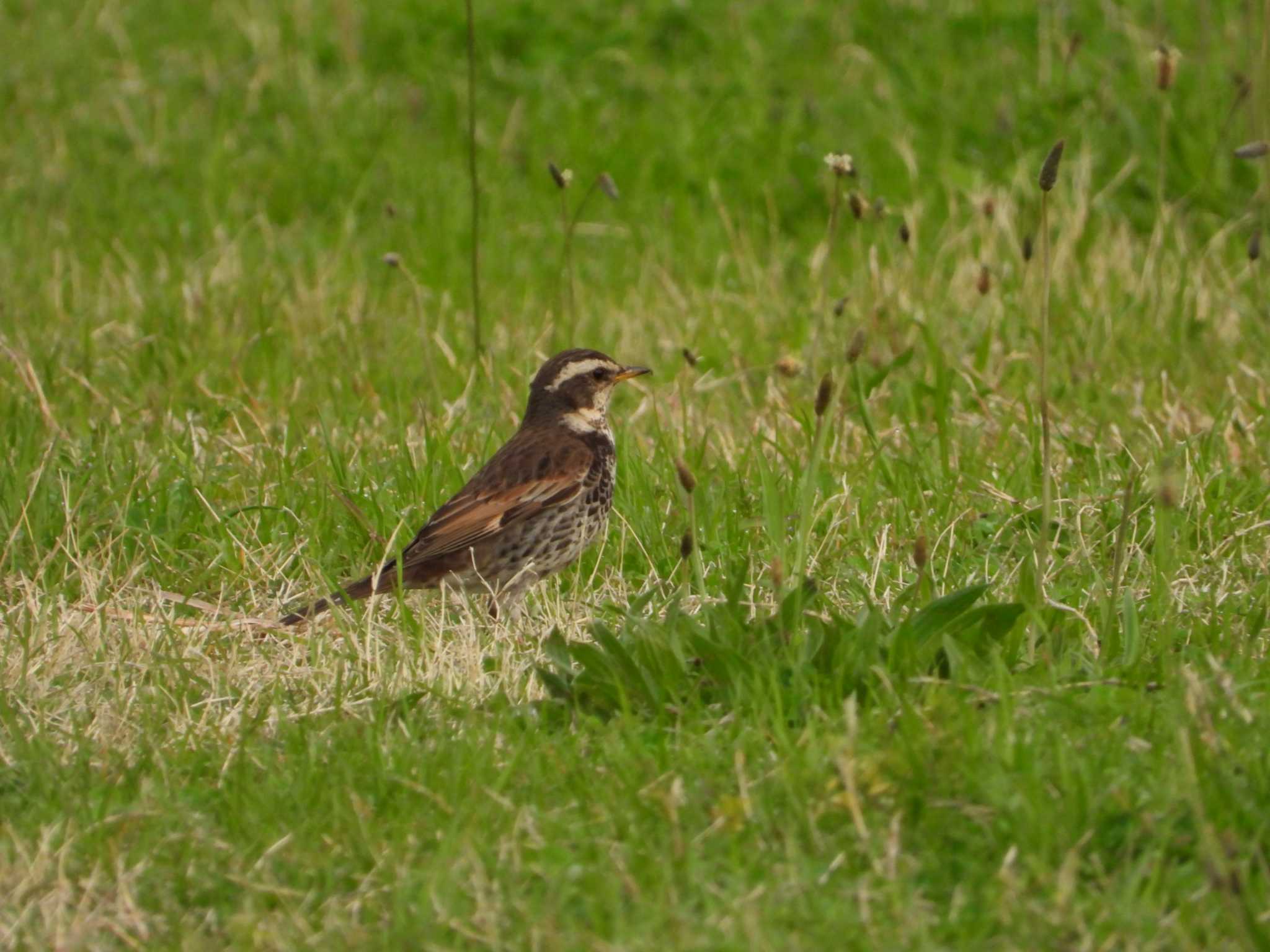 Photo of Dusky Thrush at 多摩川二ヶ領宿河原堰 by ヨシテル