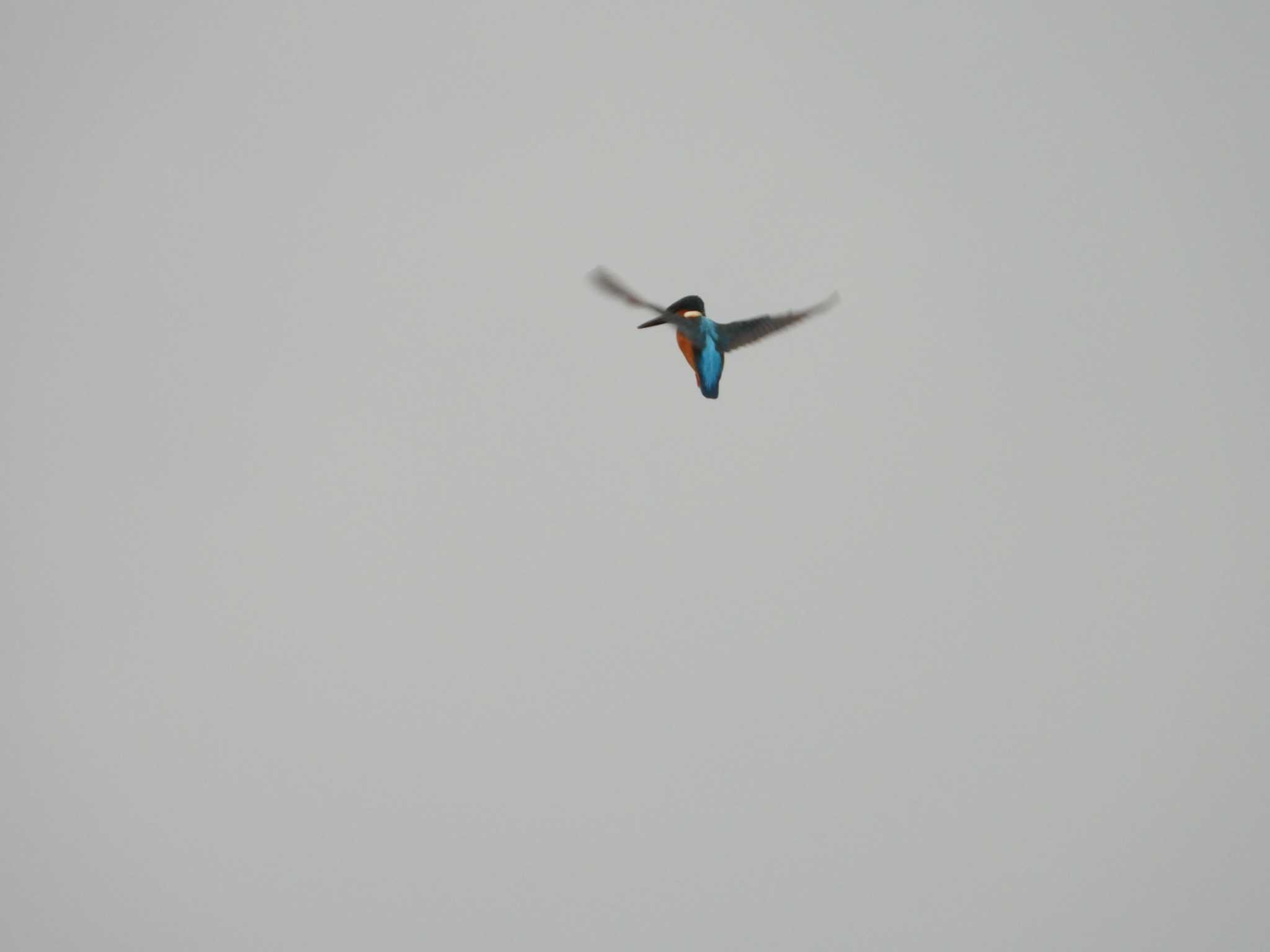 Photo of Common Kingfisher at 多摩川二ヶ領宿河原堰 by ヨシテル