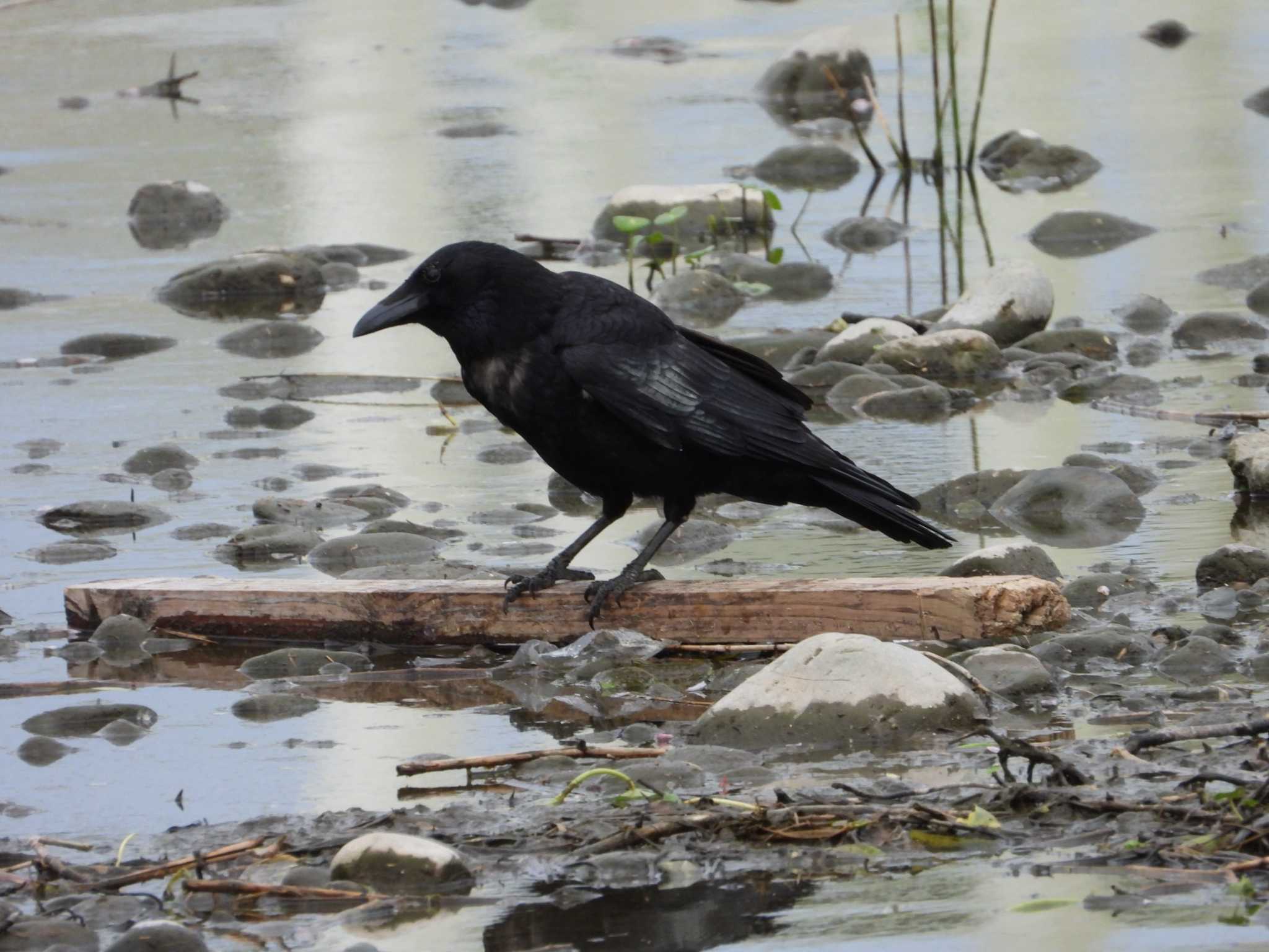 Photo of Carrion Crow at 多摩川二ヶ領宿河原堰 by ヨシテル